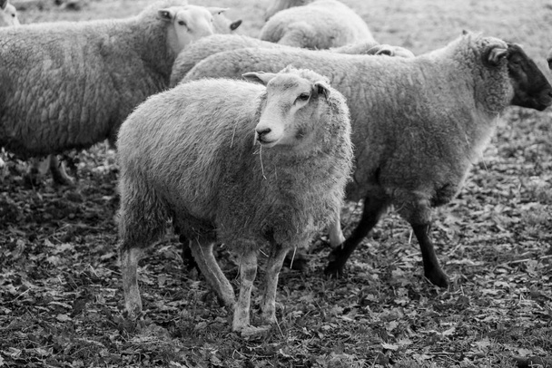 πρόβατα σε ένα λιβάδι τη χειμερινή ώρα - Φωτογραφία, εικόνα