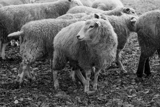 ovelhas em um prado no tempo de inverno - Foto, Imagem