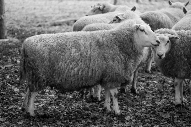 pecore su un prato in inverno - Foto, immagini