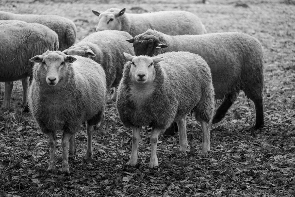 moutons sur une prairie en hiver - Photo, image