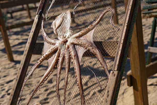 Octopus droogt op het strand in Nazare - Portugal - Foto, afbeelding