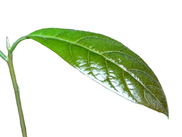 leaf from the avocado plant isolated on white - Φωτογραφία, εικόνα