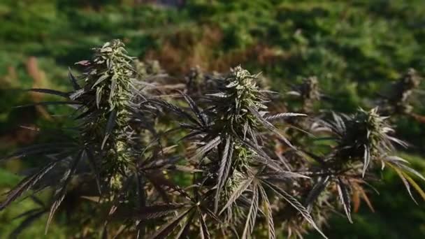 Cespugli di marijuana in movimento cannabis all'aperto, colori viola  - Filmati, video