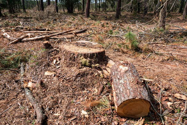 Logs de madeira de pinho cortada perto do chão no meio de uma floresta de pinheiros com os restos de lenha espalhados no chão - Foto, Imagem