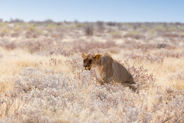 Veduta del grande leone femmina in Namibia - Foto, immagini
