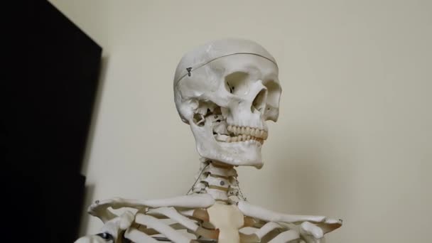 Освітня модель людського скелета на виставці в коледжі наукових класів для студентів, щоб вивчити. Медична наука, анатомічна модель скелета в класі біології. Людський череп
. - Кадри, відео