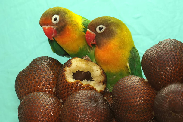 A pair of lovebirds are perched in the snakefruits group. This bird which is used as a symbol of true love has the scientific name Agapornis fischeri. - Foto, immagini