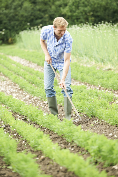 Farmer Working In Organic Farm Field Raking Carrots - 写真・画像