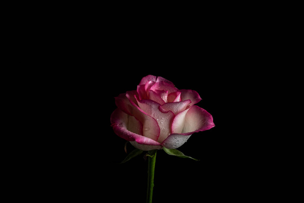 luxurious pink rose on a black background. Low key photo. Extreme Flower Close-up and copy space. - 写真・画像