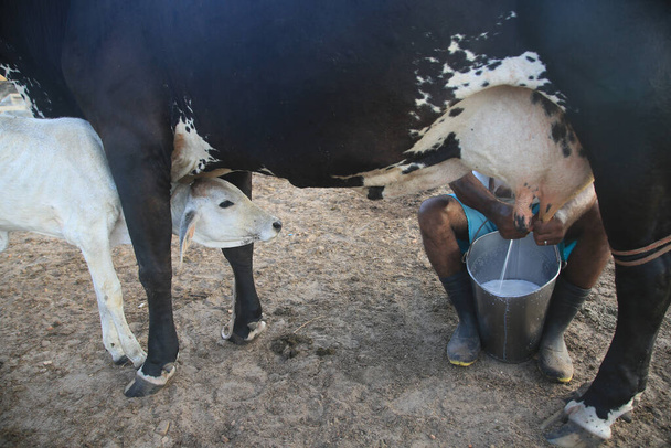 conde, bahia, brazil - january 9, 2022: Cowboy doing manual milking on a dairy cow on a farm in the city of Conde. - Photo, Image