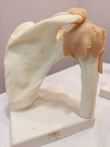Articulación del hombro humano, mostrando escápula, húmero y ligamento capsular y ligamento deltoides, una representación del modelo utilizado principalmente ciencia médica, enfermería - Foto, imagen
