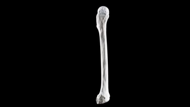 Rechter menschlicher Oberschenkelknochen, Hinteransicht, Knochenanatomie, schwarzer Hintergrund, 3D-Darstellung - Filmmaterial, Video