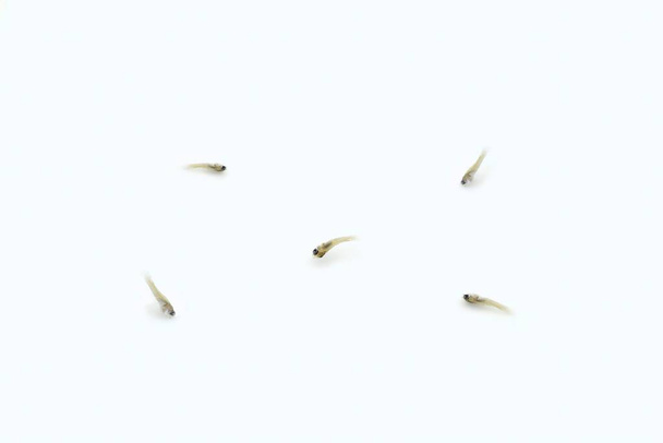 Fünf tote Aquarienfische Pommes frites oder Babyfische. Isoliert auf Weiß. - Foto, Bild