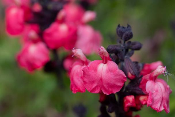 Macro shot di fiori di salvia rosa in fiore - Foto, immagini