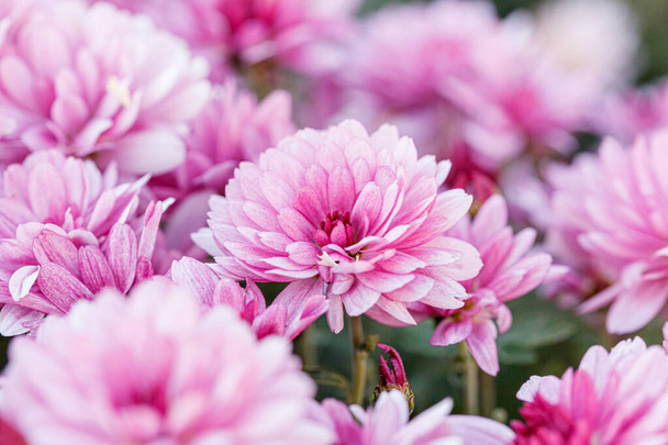 beautiful chrysanthemum flower bushes pink colors close up - Photo, Image