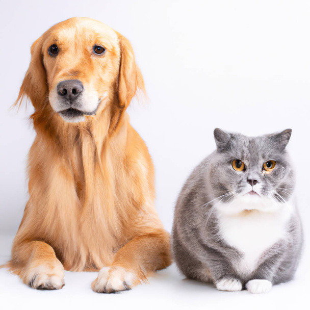 A Golden retriever and a scottish cat lying on a white background side by side. Created via Ai software. - Photo, image