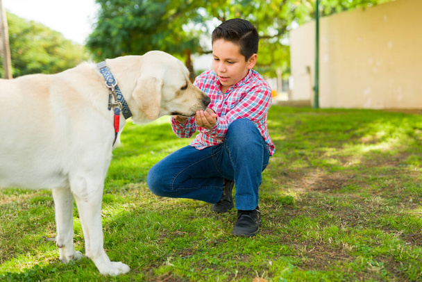 Spaanse jonge jongen geeft een traktatie aan zijn schattige gele labrador hond na het doen van trucs en buiten spelen - Foto, afbeelding