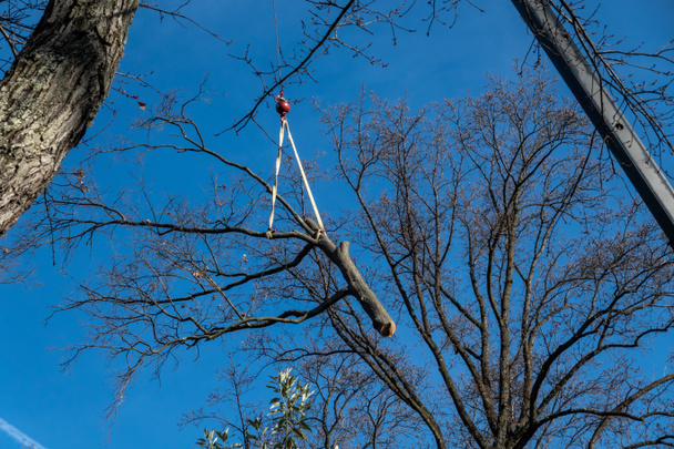 Silver Spring, Maryland ΗΠΑ Ένας γερανός σηκώνει ένα μεγάλο κλαδί δέντρου που έχει κοπεί. - Φωτογραφία, εικόνα