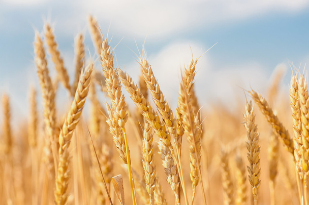 空の下で小麦の耳のゴールド - 写真・画像