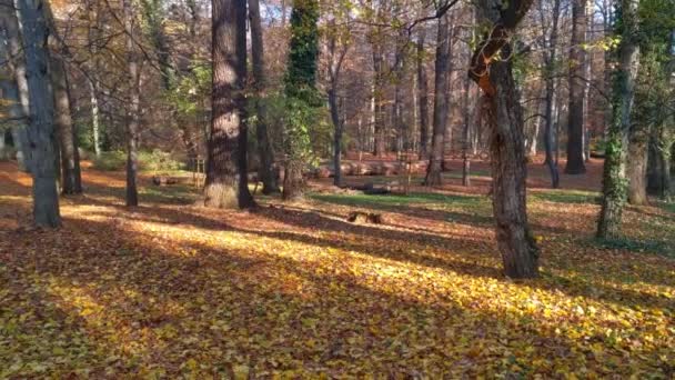 Sluneční svit podzimním listím v parku. Padající podzimní listí. Zlatý podzimní strom v lese - Záběry, video