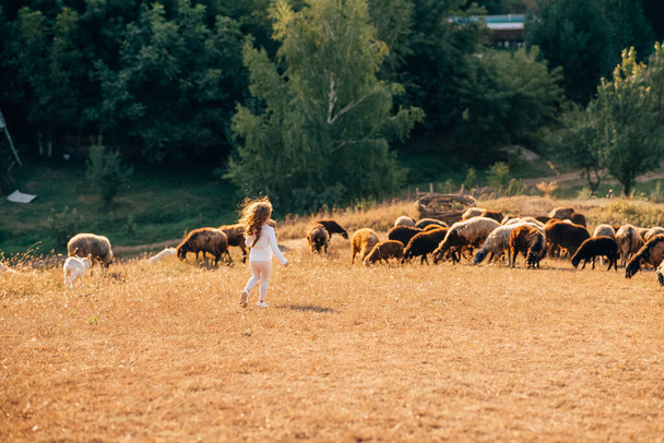 Belle prairie avec une petite fille et des animaux moutons, la vie à la ferme - Photo, image
