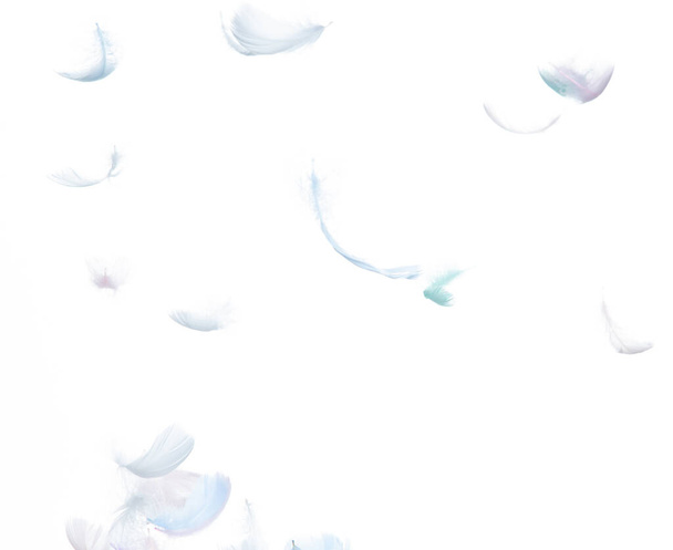 Muchas plumas de pastel vuelan en el aire sobre fondo blanco aislado. Plumas suaves esponjosas como la pureza suave como paloma flotante del sueño en el cielo. Ángulo volando desde el cielo, movimiento fotográfico - Foto, Imagen