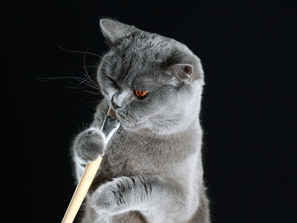 Кішка, британська рок, відіграє - Фото, зображення