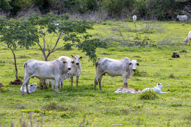 Krávy z bílých nelore a telata na pastvinách. Krajina Brazílie - Fotografie, Obrázek