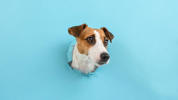 Funny dog muzzle from a hole in a paper blue background. Copy spase - Fotografie, Obrázek