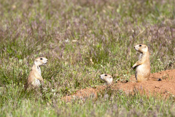 Trois chiens de prairie communiquent
. - Photo, image
