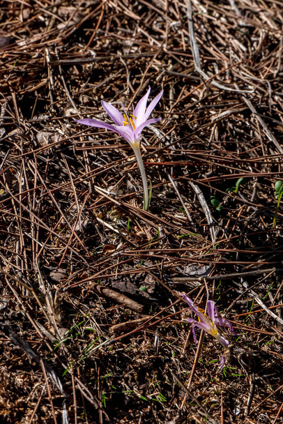 Delicate pink flowers of Colchicum autumnale, commonly known as autumn crocus close up. Blooming flowers. - Photo, Image