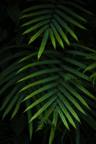 美しいシダは森の自然の中で緑の葉を残し、自然のシダは背景をぼやけ、シダの自然コンセプトの森の中でシダ植物.  - 写真・画像