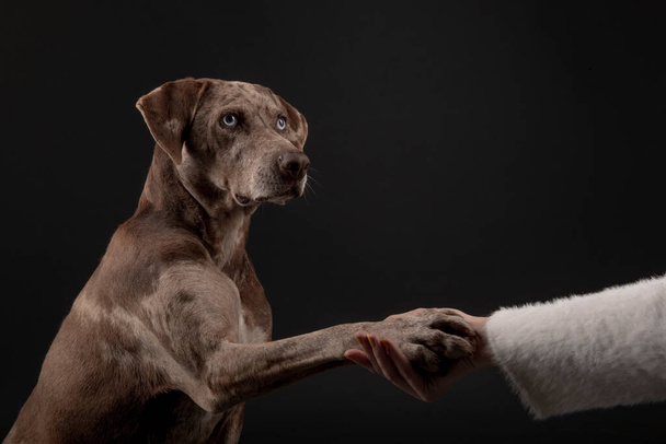portrait of the owner extending his hand to her pet, A beautiful Louisiana Catahoula leopard dog and isolated on dark background - Photo, Image