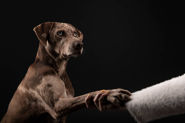 Sahibinin portresi, güzel Louisiana Catahoula leopar köpeğine elini uzatıyor ve karanlık arka planda soyutlanıyor. - Fotoğraf, Görsel