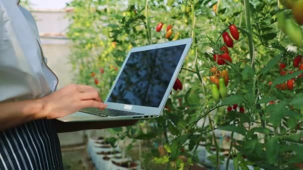 As mãos de chefs, cozinheiras, usam laptops para registrar o número de tomates cereja orgânicos saudáveis colhidos no galpão para alimentar a cozinha do hotel, optar por preparar pratos de churrasco e saladas.. - Filmagem, Vídeo