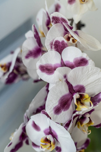 Branco interior com uma flor de orquídea de matiz roxa em um pote fica no peitoril da janela perto da janela. flores vasos de flores - Foto, Imagem