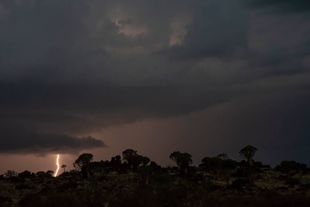 Gewitter in der Nacht über Köcherbäumen in Namibia - Foto, Bild
