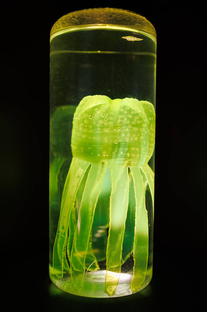 透明なガラス容器内のクラゲの芸術的な表現は、水、緑の色でいっぱい. - 写真・画像