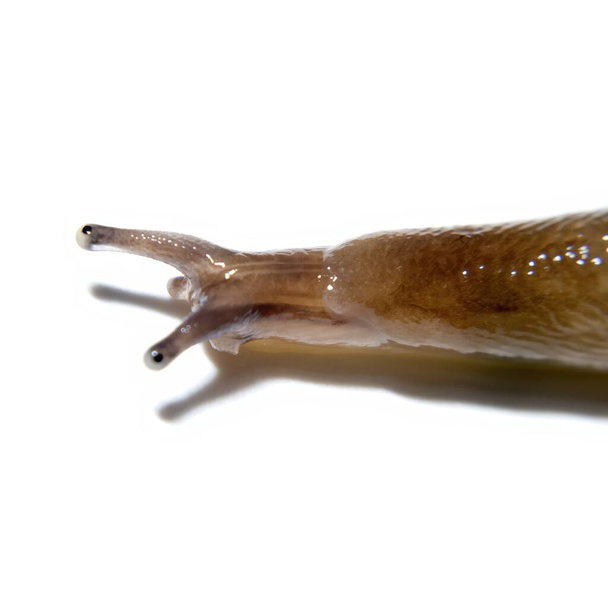 Vue partielle de la tête, des cornes et des yeux d'une limace commune isolée sur fond blanc - Photo, image