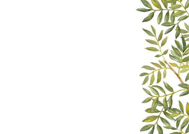 Green Ruscus. Collection de verdure. Brochure et modèle de conception de carte de vœux. Illustration aquarelle dessinée à la main sur fond blanc. - Photo, image