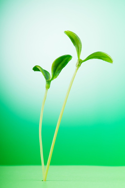 Plántulas verdes que ilustran el concepto de nueva vida
 - Foto, Imagen