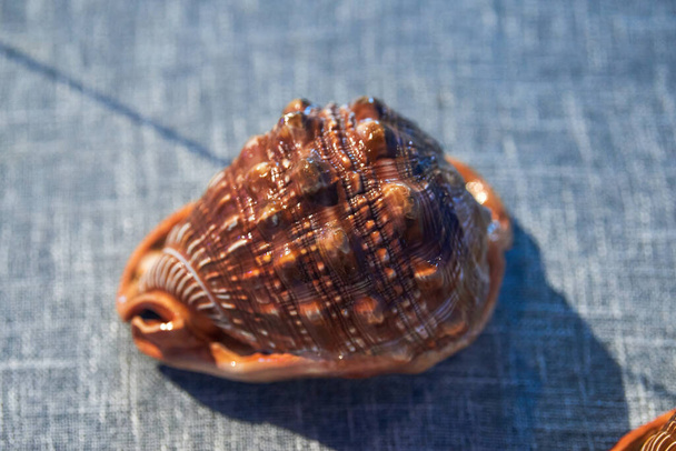 Grands spécimens de coquilles marines de différentes formes - Photo, image