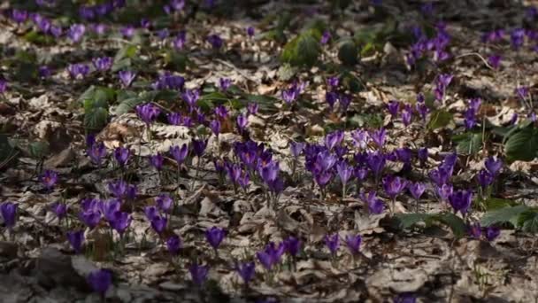 Beautiful purple and blue crocuses. Beautiful meadow with spring primroses. Bees fly between flowers. Dry fallen leaves. - Materiał filmowy, wideo