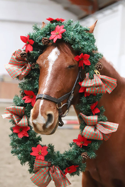 Funny picture of a young chestnut horse while  wearing a beautiful wreath decoration as an emotional christmas background - Photo, Image