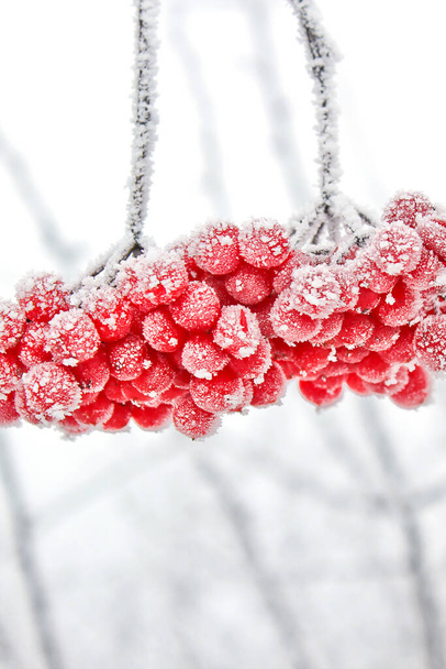 Winter frozen viburnum under snow. Viburnum in the snow. First snow. Beautiful winter nature - Foto, imagen