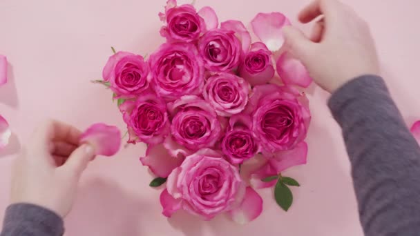 Litteä pano. Vaaleanpunaiset ruusut ja ruusun terälehdet vaaleanpunaisella taustalla. - Materiaali, video