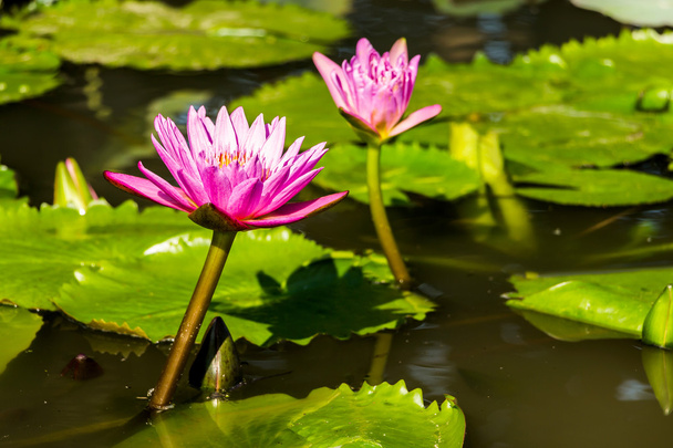 schöne lila Seerosen, die im Teich schwimmen. - Foto, Bild