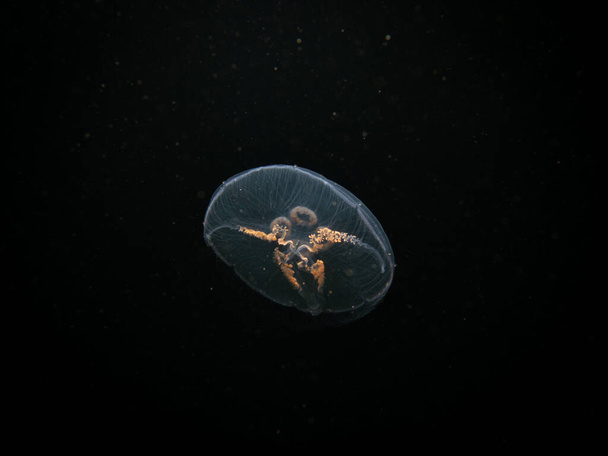 Foto ravvicinata di una medusa lunare o di Aurelia aurita con sfondo di acqua di mare nera. Foto da Oresund, Malmo Svezia. Immersioni subacquee in acqua fredda - Foto, immagini