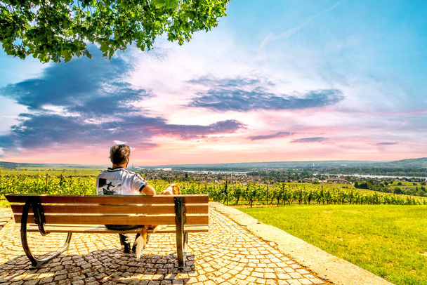 Вид на виноградники в Руде, Германия  - Фото, изображение