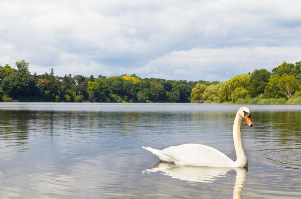 Cisne en un lago
 - Foto, Imagen